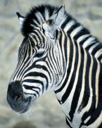 Zebra