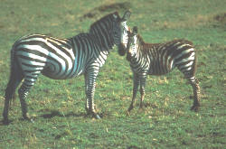 Zebra mit Fohlen