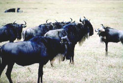 Gnus im Vaalbos