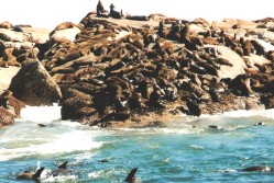 Auf Duiker Island tummelnde Robben